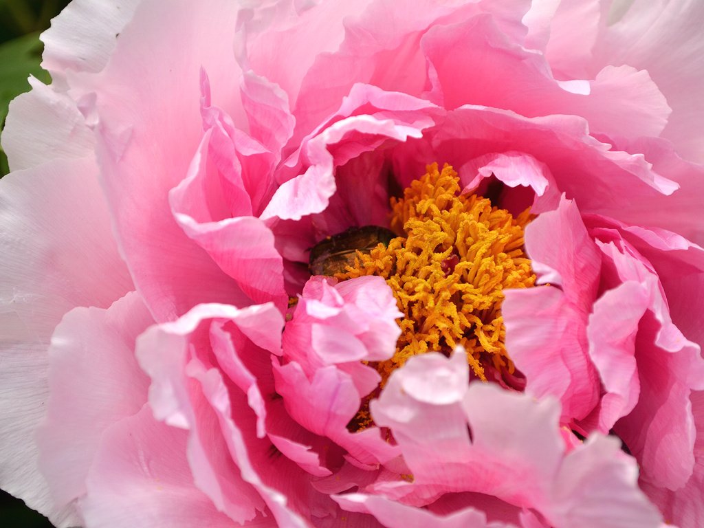 Обои макро, роза, лепестки, бутон, розовый, пион, macro, rose, petals, bud, pink, peony разрешение 2600x1722 Загрузить