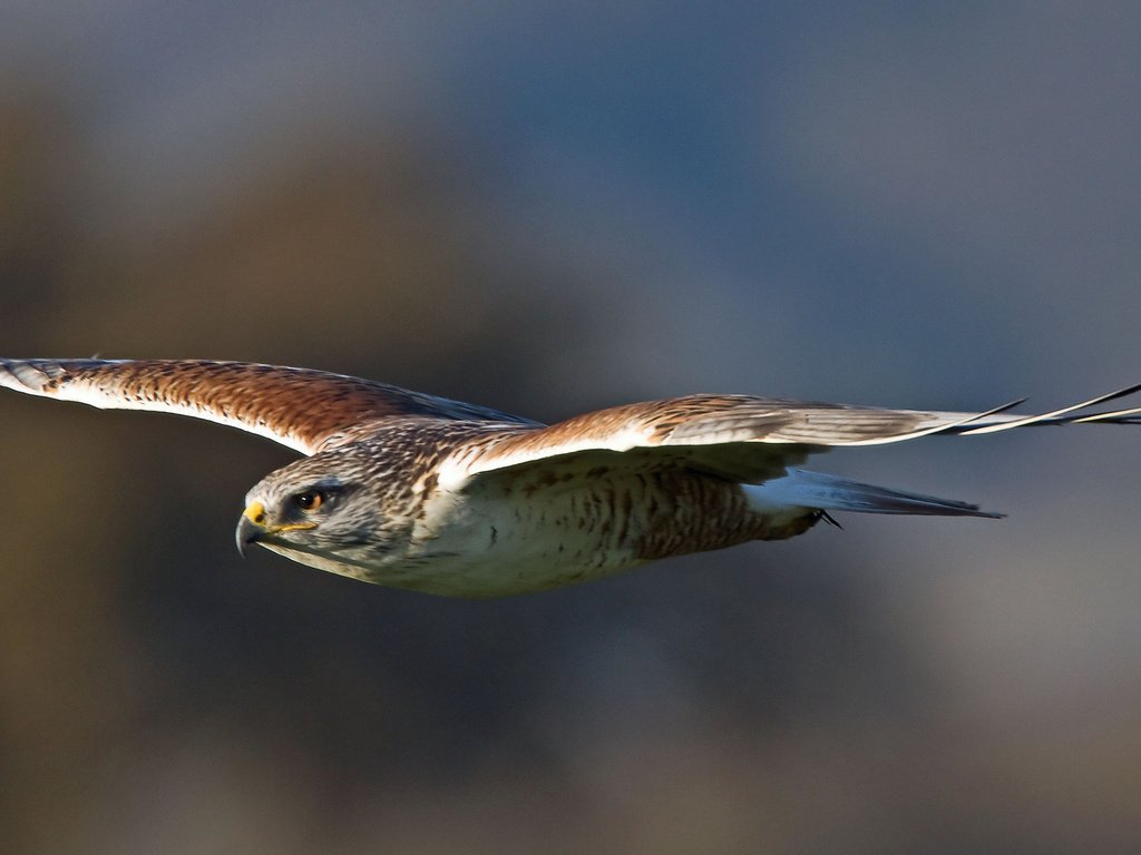 Обои buteo regalis, полет, royal hawk, крылья, хищник, птица, взмах, ястреб, королевский канюк, птаха, ferruginous hawk, flight, wings, predator, bird, stroke, hawk, royal buzzard разрешение 2048x1095 Загрузить