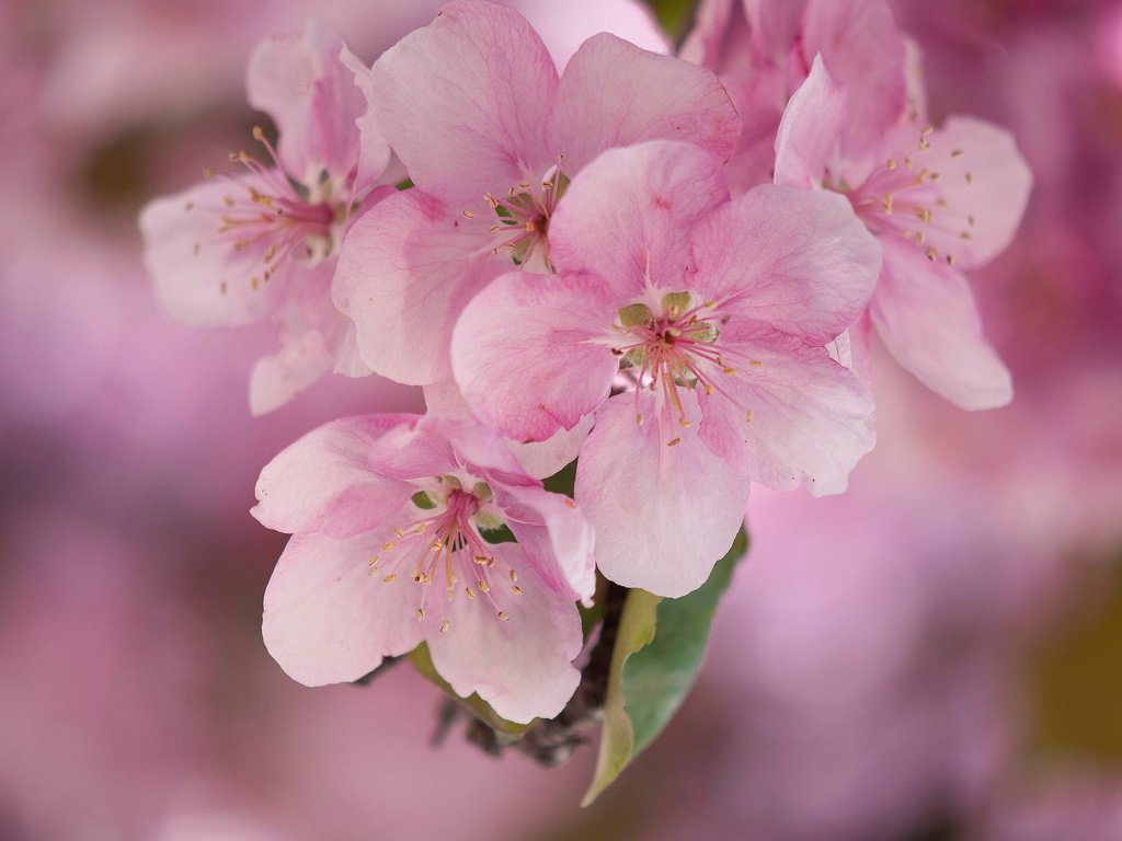 Обои цветы, макро, весна, розовые, яблоня, flowers, macro, spring, pink, apple разрешение 2048x1360 Загрузить