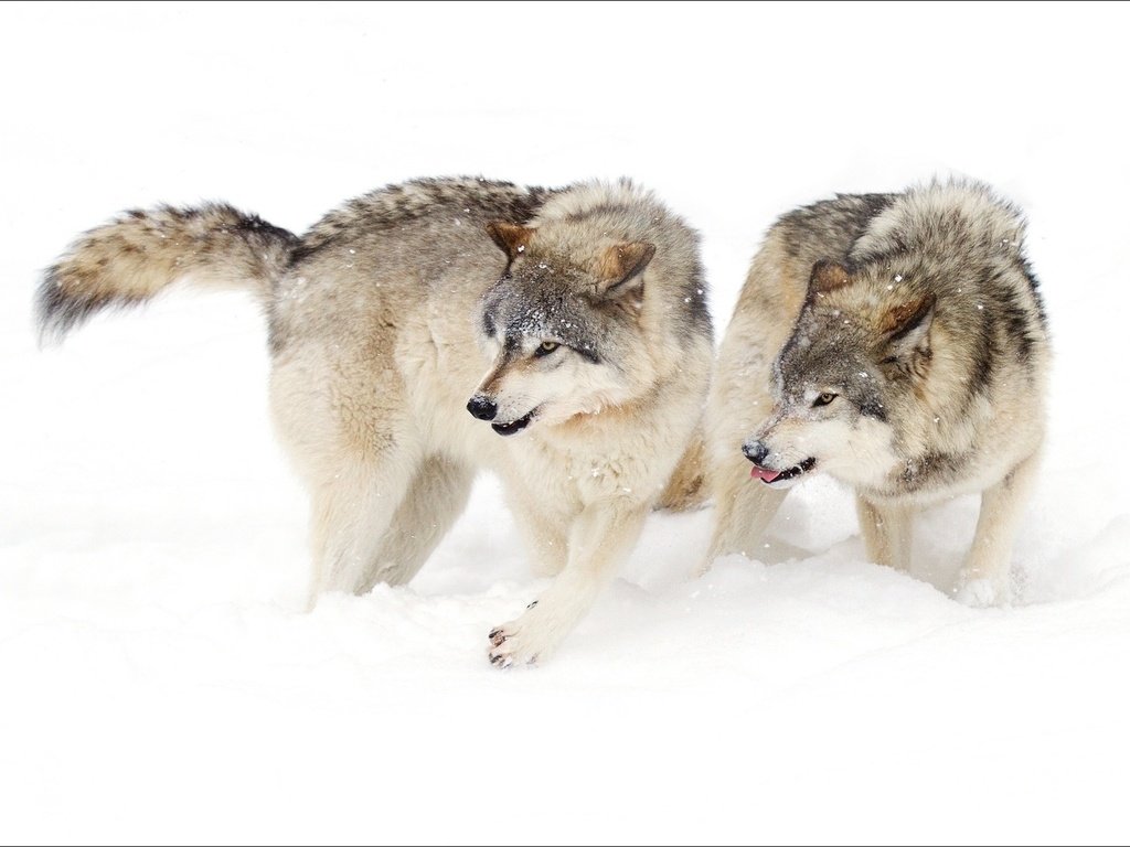 Обои снег, зима, ситуация, белый фон, хищники, волки, агрессия, snow, winter, the situation, white background, predators, wolves, aggression разрешение 1920x1200 Загрузить