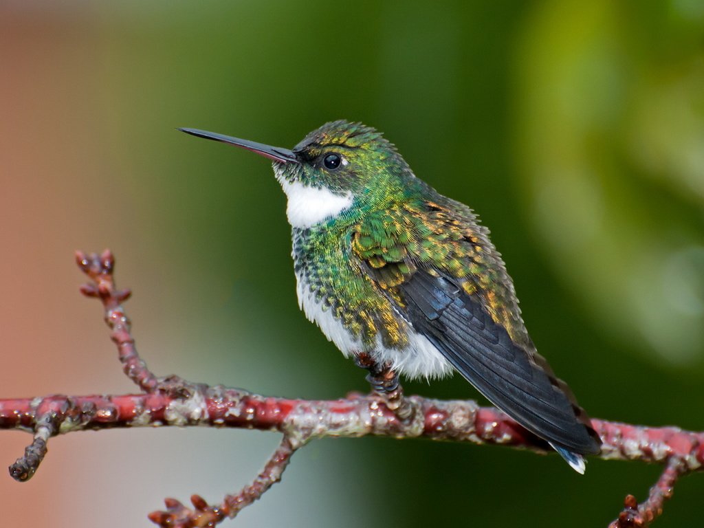 Обои птица, клюв, перья, колибри, white-throated hummingbird, leucochloris albi, dario sanches, bird, beak, feathers, hummingbird разрешение 1920x1547 Загрузить