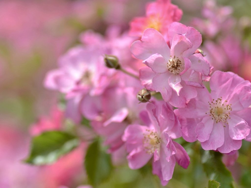 Обои макро, розы, розовый, macro, roses, pink разрешение 2048x1356 Загрузить