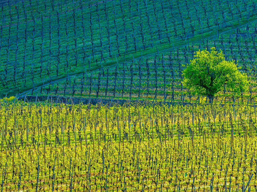 Обои дерево, краски, франция, виноградники, кьенцхайм, tree, paint, france, the vineyards, kientzheim разрешение 1920x1080 Загрузить