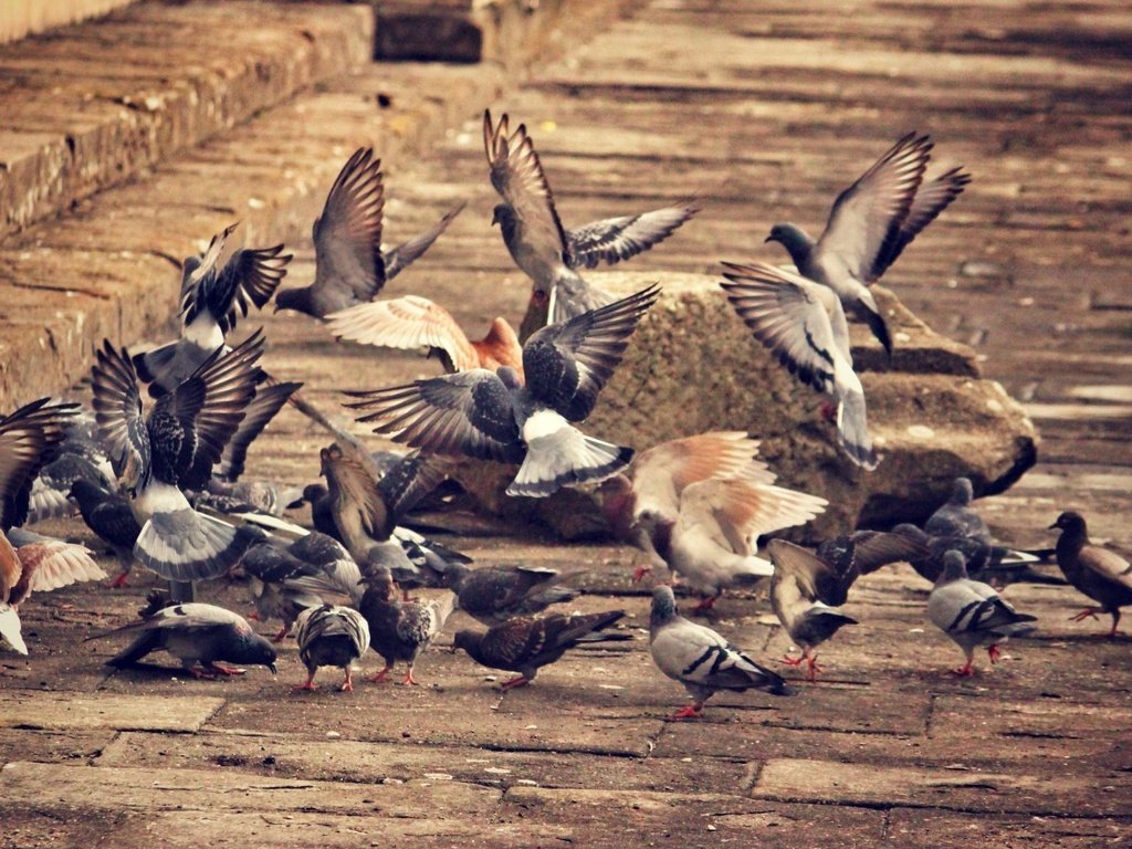 Обои город, крылья, птицы, клюв, перья, голубь, голуби, the city, wings, birds, beak, feathers, dove, pigeons разрешение 1920x1080 Загрузить