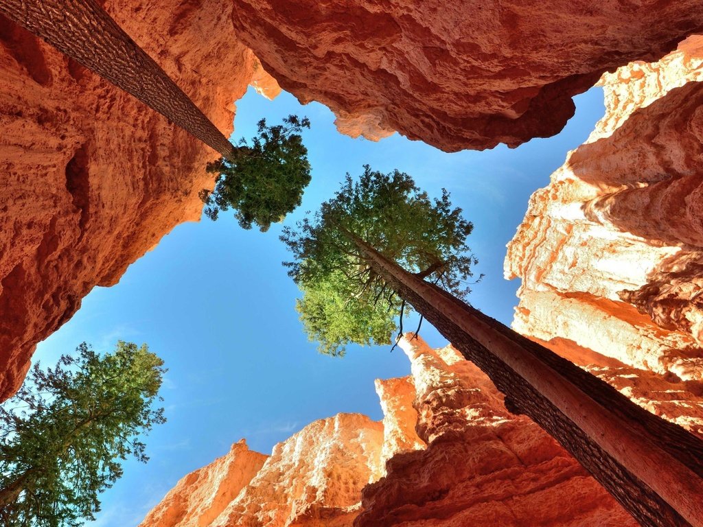 Обои небо, деревья, скалы, каньон, ущелье, кроны, верхушки, the sky, trees, rocks, canyon, gorge, crown, the top разрешение 4320x2482 Загрузить