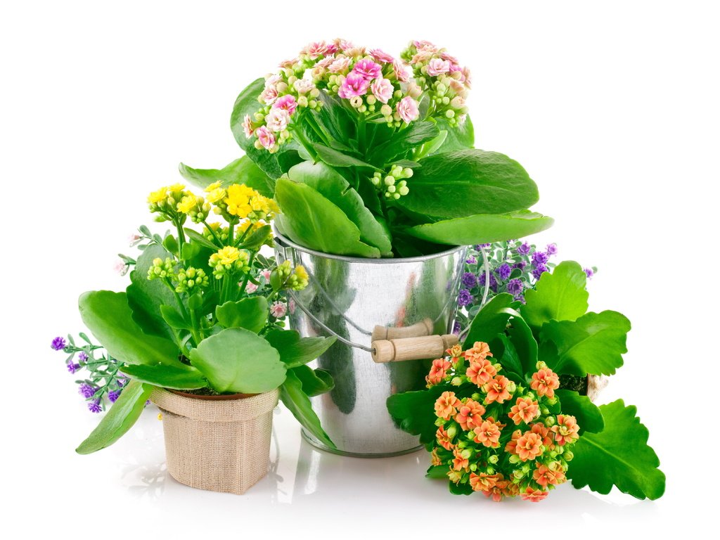 Обои цветы, спальня,  цветы, горшочки, pot flowers, комнатные, flowers, bedroom, pots, room разрешение 5583x3480 Загрузить