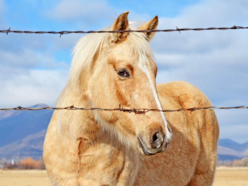 Обои небо, лошадь, облака, конь, колючая проволока, the sky, horse, clouds, barbed wire разрешение 2880x1800 Загрузить