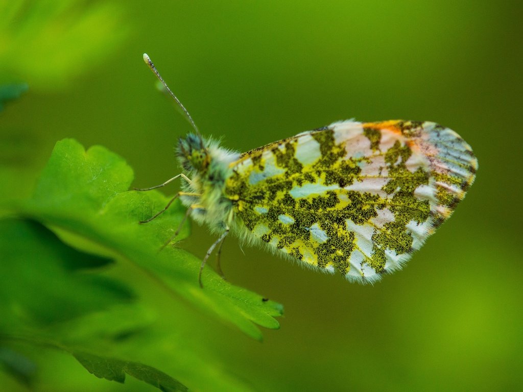 Обои листья, насекомое, бабочка, насекомые, зеленые,  листья, грин, leaves, insect, butterfly, insects, green разрешение 2880x1921 Загрузить