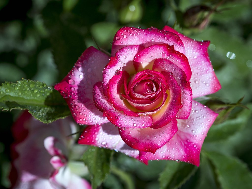 Обои макро, капли, роза, пестрый, macro, drops, rose, motley разрешение 2047x1283 Загрузить