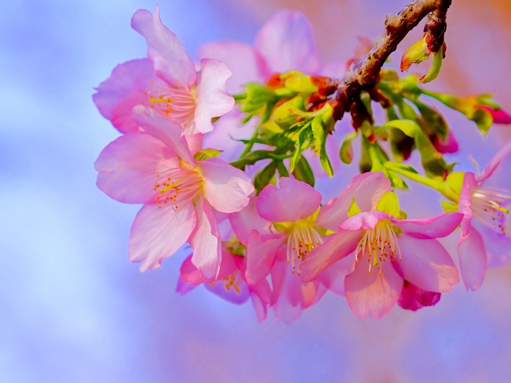 Обои ветка, цветение, макро, весна, вишня, сакура, цветки, branch, flowering, macro, spring, cherry, sakura, flowers разрешение 2319x1547 Загрузить