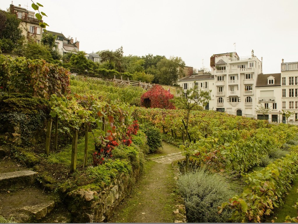 Обои кусты, париж, франция, виноградники, сады, montmartre vineyards, the bushes, paris, france, the vineyards, gardens разрешение 2880x1922 Загрузить