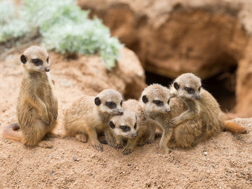 Обои песок, сурикаты, сурикат, детеныши, семейство, sand, meerkats, meerkat, cubs, family разрешение 2880x1920 Загрузить