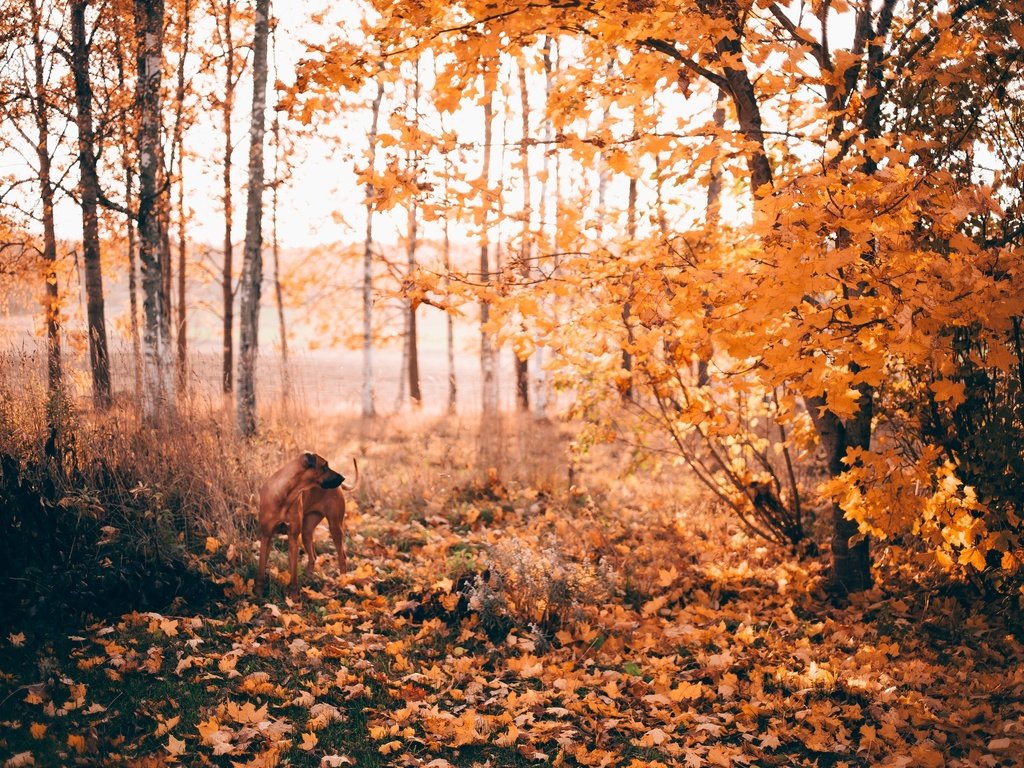 Обои солнце, cобака, лес,  листья, вудленд, листья, листва, осень, собака, опадают, осен, солнечный свет, sunlight, the sun, forest, woodland, leaves, foliage, autumn, dog, fall разрешение 2048x1365 Загрузить