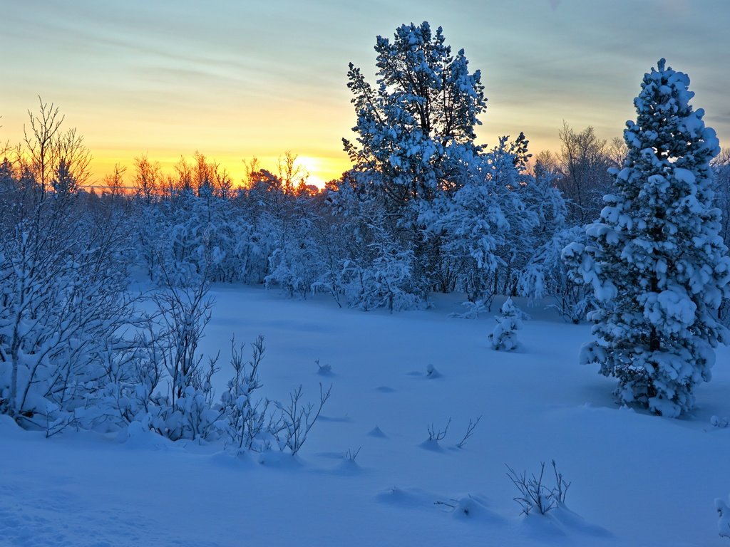 Обои деревья, снег, закат, зима, кусты, норвегия, норвегии, hedmark fylke, nordli, хедмарк, hedmark, trees, snow, sunset, winter, the bushes, norway разрешение 4608x2592 Загрузить