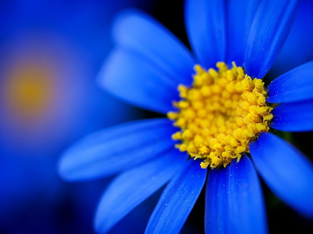 Обои тычинки, синие лепестки, синяя ромашка, stamens, blue petals, blue daisy разрешение 1920x1200 Загрузить