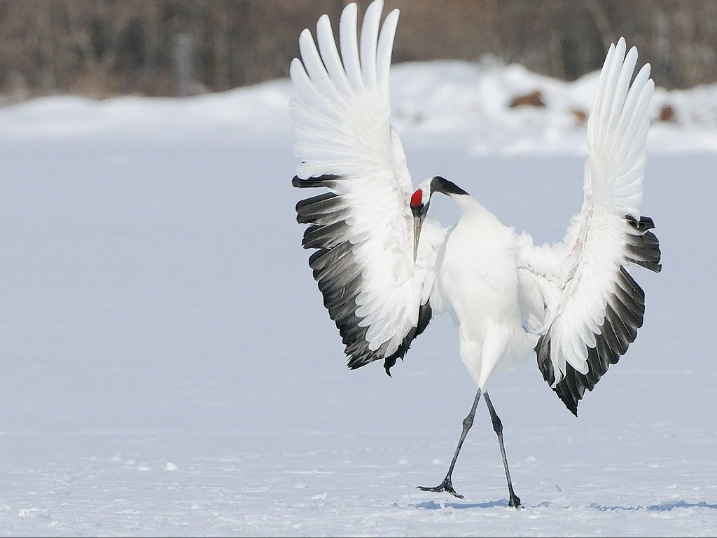 Обои снег, зима, крылья, птица, танец, журавль, японский, snow, winter, wings, bird, dance, crane, japanese разрешение 1920x1080 Загрузить