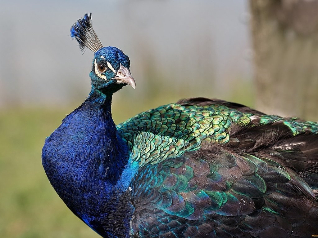 Обои птица, павлин, оперение, хохолок, bird, peacock, tail, crest разрешение 2048x1365 Загрузить