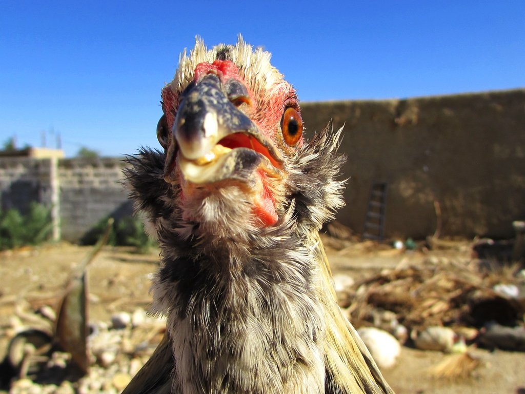 Обои небо, птица, курица, голубое небо, птаха, куриное мясо, the sky, bird, chicken, blue sky разрешение 3000x1687 Загрузить