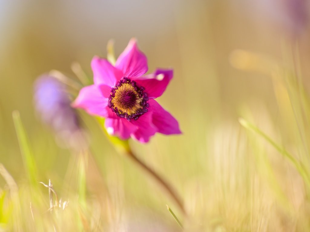 Обои макро, цветок, весна, анемон, macro, flower, spring, anemone разрешение 2048x1367 Загрузить