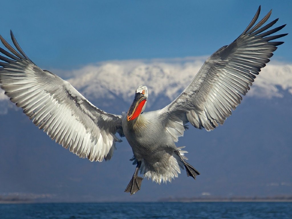 Обои небо, облака, вода, полет, крылья, птица, пеликан, иван иванов, the sky, clouds, water, flight, wings, bird, pelican, ivan ivanov разрешение 1920x1166 Загрузить