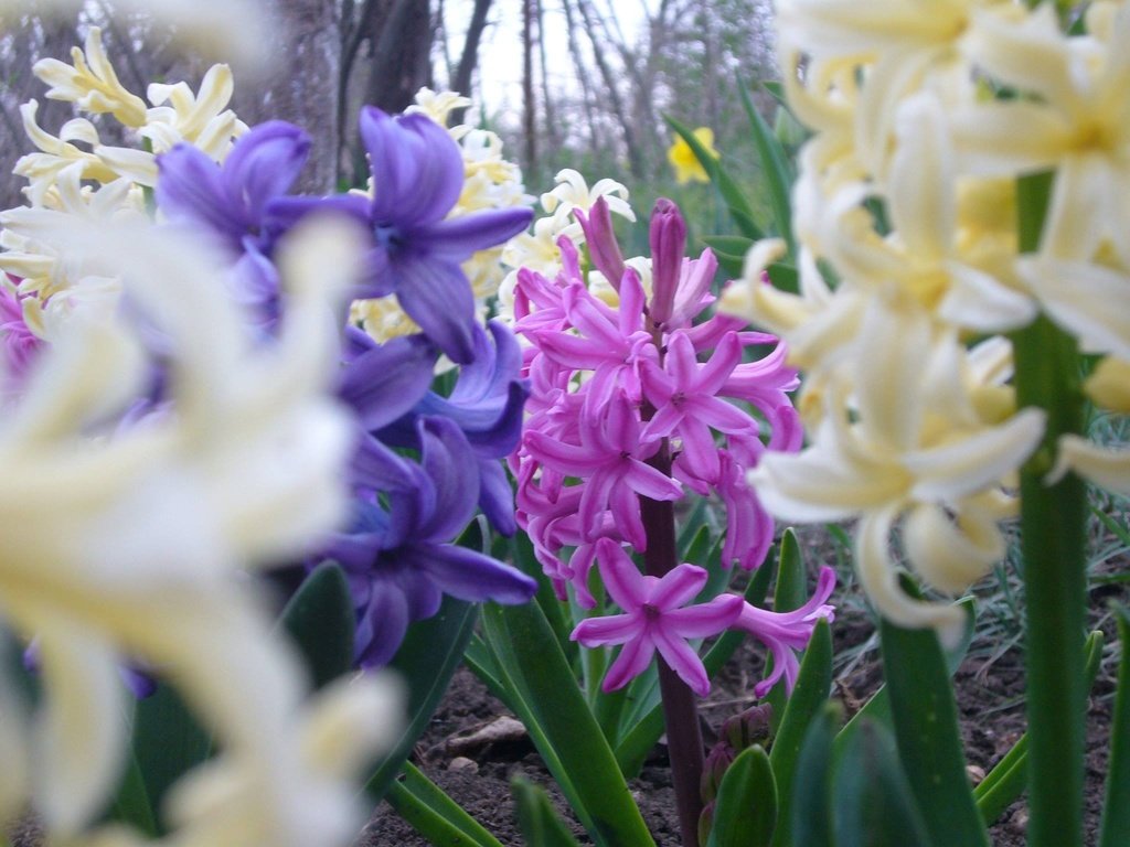 Обои цветы, весна, гиацинт, flowers, spring, hyacinth разрешение 2048x1536 Загрузить