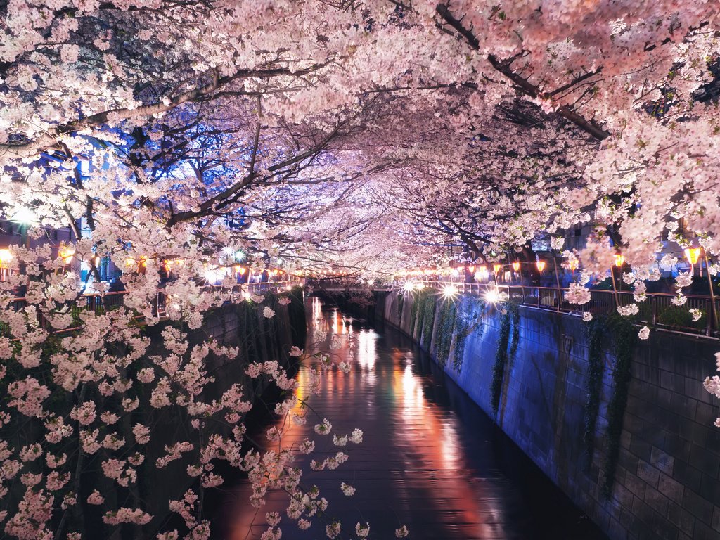 Обои ночь, огни, цветение, канал, япония, весна, сакура, night, lights, flowering, channel, japan, spring, sakura разрешение 2048x1363 Загрузить