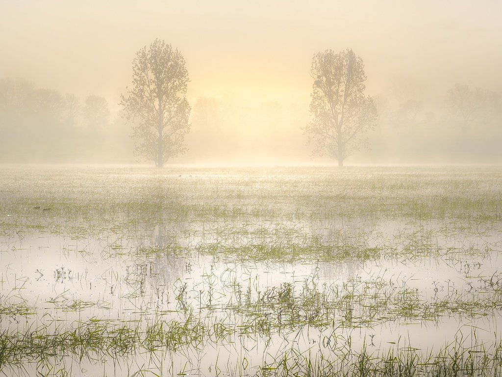 Обои трава, деревья, вода, озеро, утро, туман, grass, trees, water, lake, morning, fog разрешение 5836x3030 Загрузить