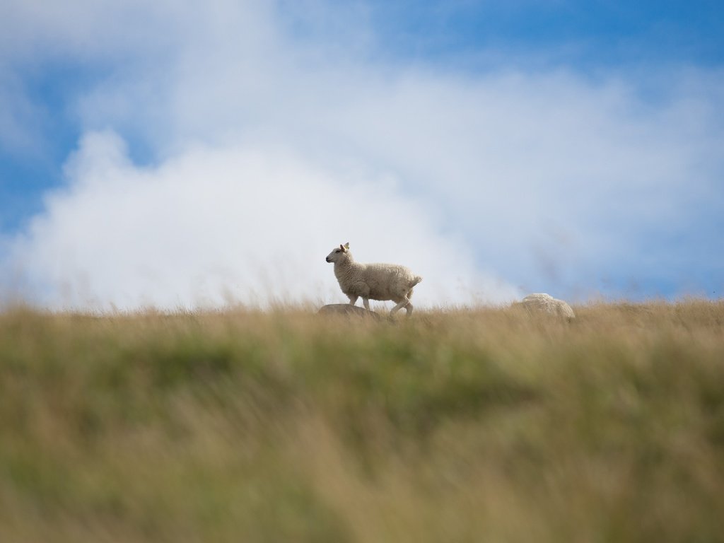 Обои небо, трава, облака, поле, баран, овца, the sky, grass, clouds, field, ram, sheep разрешение 3543x2362 Загрузить