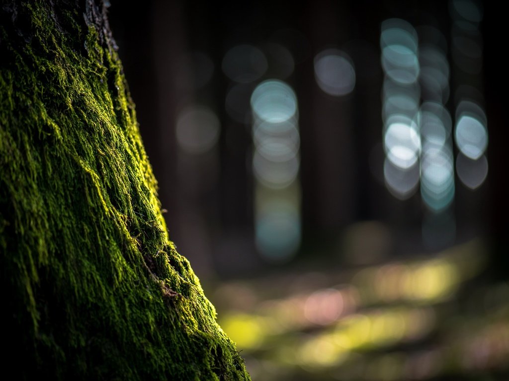 Обои природа, дерево, блики, мох, ствол, nature, tree, glare, moss, trunk разрешение 2560x1609 Загрузить