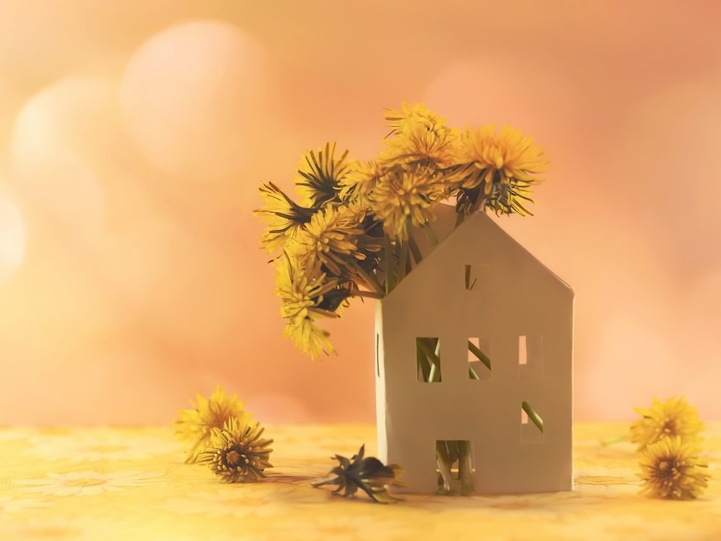 Обои цветы, фон, домик, одуванчики, желтые, flowers, background, house, dandelions, yellow разрешение 2048x1365 Загрузить