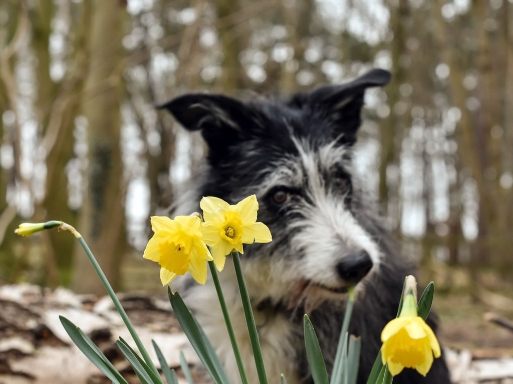 Обои цветы, фон, собака, весна, нарциссы, бордер-колли, pogmomadra, flowers, background, dog, spring, daffodils, the border collie разрешение 2048x1379 Загрузить