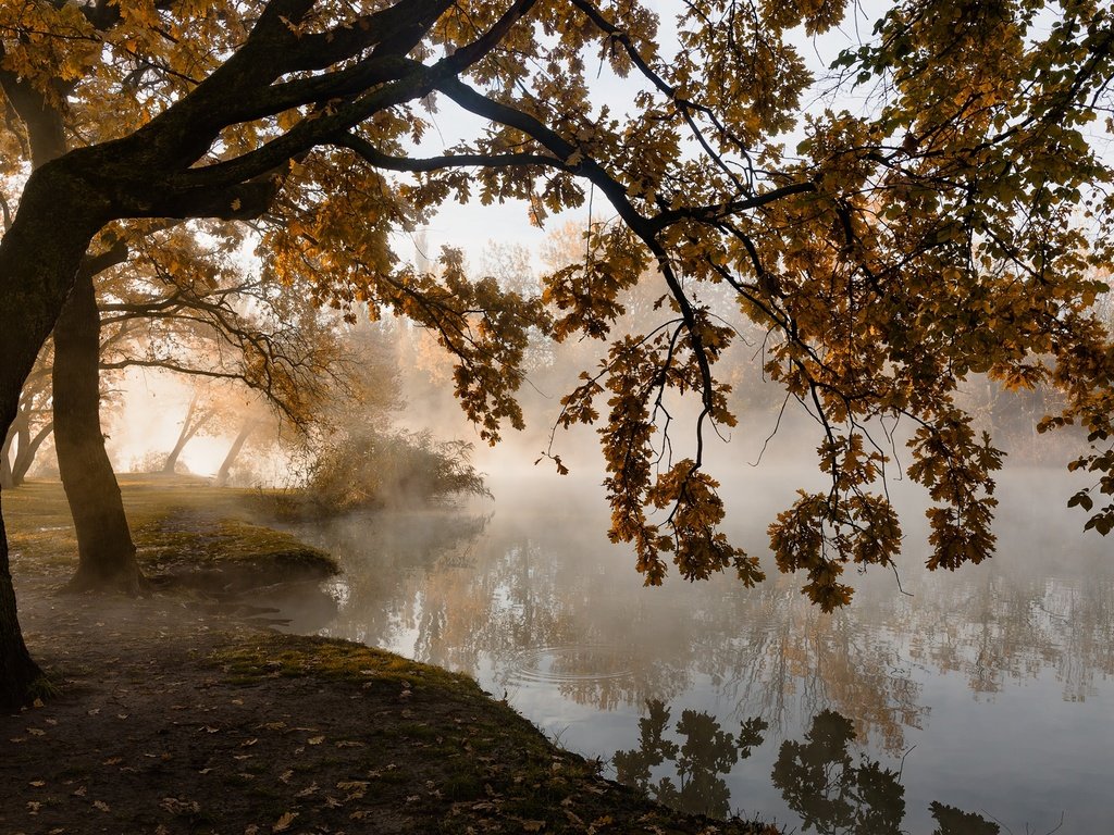 Обои деревья, листья, туман, осень, пруд, тишина, trees, leaves, fog, autumn, pond, silence разрешение 2000x1174 Загрузить