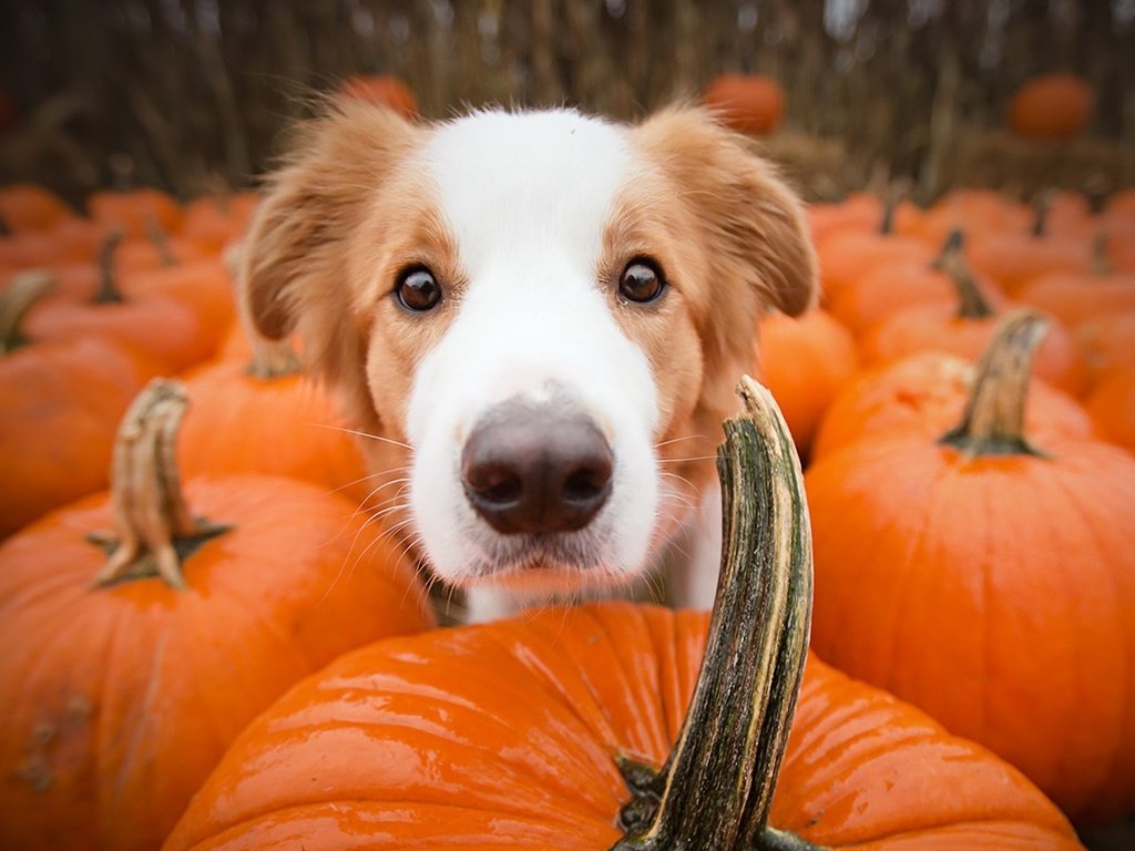 Обои морда, взгляд, собака, друг, тыквы, alicja zmysłowska, face, look, dog, each, pumpkin разрешение 1920x1080 Загрузить