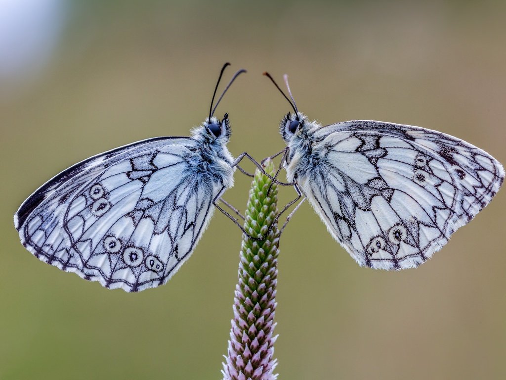 Обои природа, растения, фон, насекомые, пара, бабочки, галатея, nature, plants, background, insects, pair, butterfly, galatea разрешение 5760x3840 Загрузить