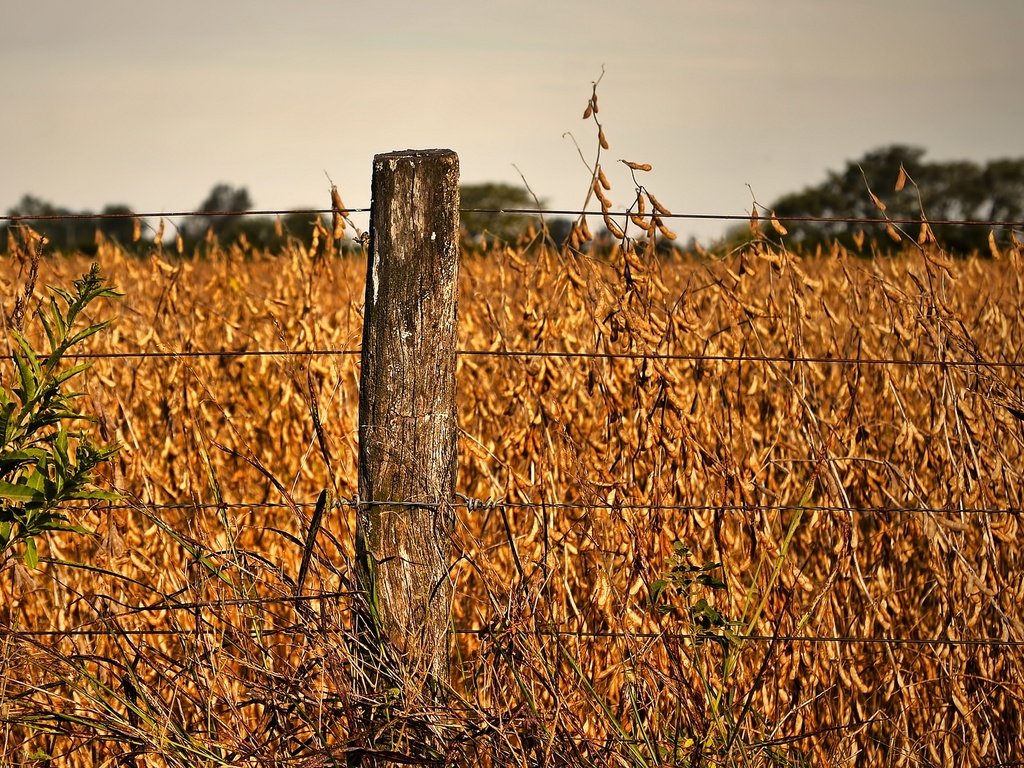 Обои поле, проволока, осень, забор, maelia rouch, field, wire, autumn, the fence разрешение 2048x1212 Загрузить