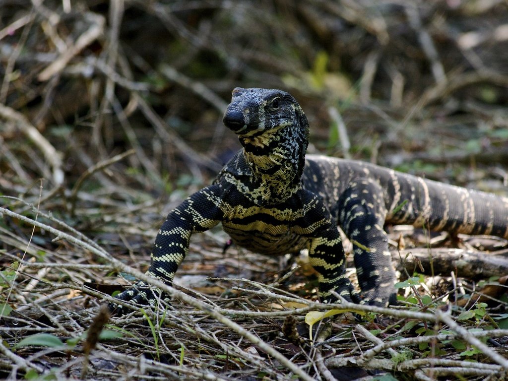 Обои животные, ящерица, рептилия, animals, lizard, reptile разрешение 3671x2447 Загрузить