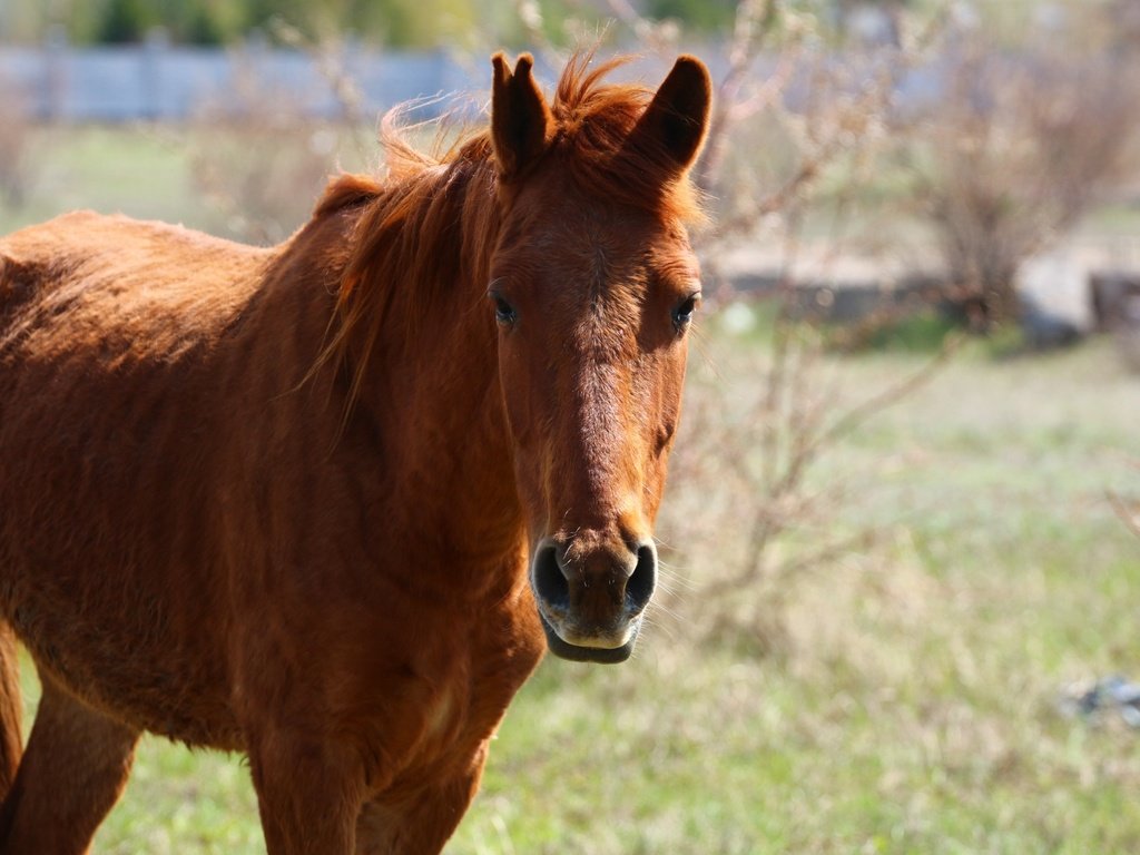 Обои лошадь, взгляд, конь, грива, степь, horse, look, mane, the steppe разрешение 1920x1280 Загрузить