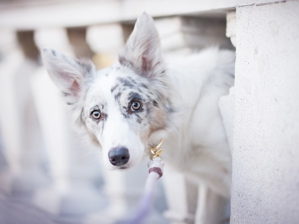 Обои собака, пятна, боке, бордер-колли, alicja zmysłowska, witty&white, dog, spot, bokeh, the border collie разрешение 2048x1365 Загрузить