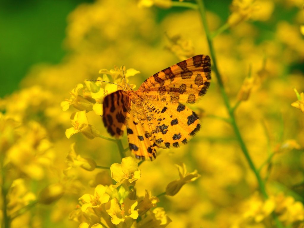 Обои цветы, насекомое, бабочка, flowers, insect, butterfly разрешение 3000x1973 Загрузить