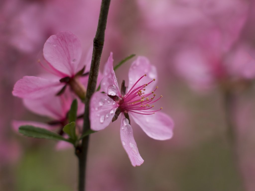 Обои цветы, ветка, природа, цветение, роса, капли, весна, flowers, branch, nature, flowering, rosa, drops, spring разрешение 2839x1920 Загрузить