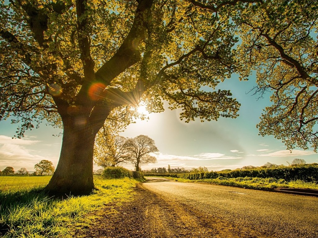 Обои дерево, утро, поле, tree, morning, field разрешение 1920x1200 Загрузить