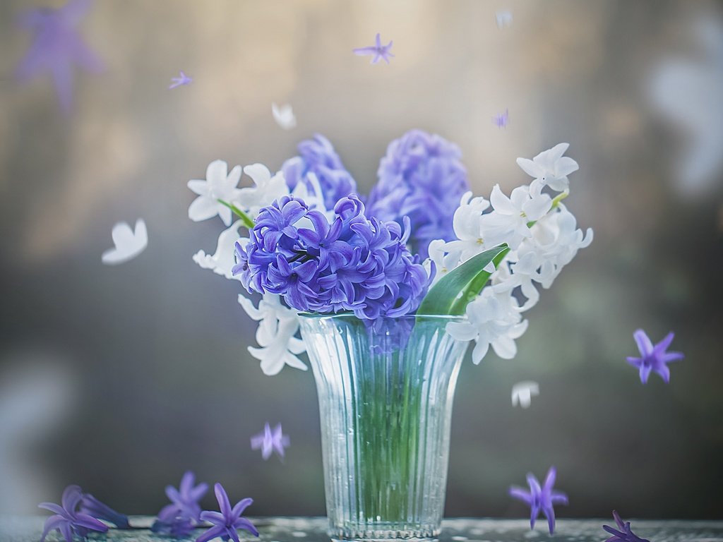 Обои цветы, весна, белые, синие, стакан, гиацинты, flowers, spring, white, blue, glass, hyacinths разрешение 2400x1955 Загрузить