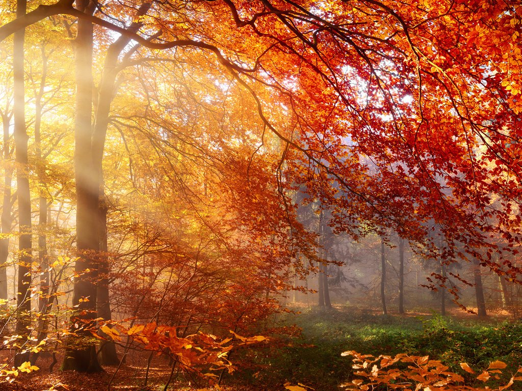 Обои деревья, природа, лес, листья, лучи, осень, солнечные лучи, trees, nature, forest, leaves, rays, autumn, the sun's rays разрешение 1920x1080 Загрузить
