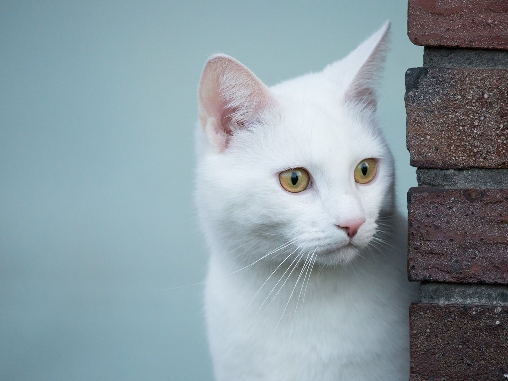 Обои глаза, фон, кот, мордочка, усы, кошка, взгляд, eyes, background, cat, muzzle, mustache, look разрешение 2048x1365 Загрузить