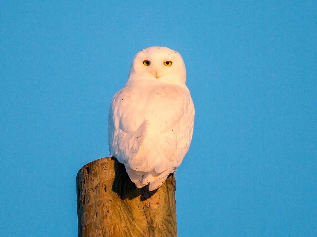 Обои небо, сова, птица, полярная сова, белая сова, the sky, owl, bird, snowy owl, white owl разрешение 2048x1365 Загрузить