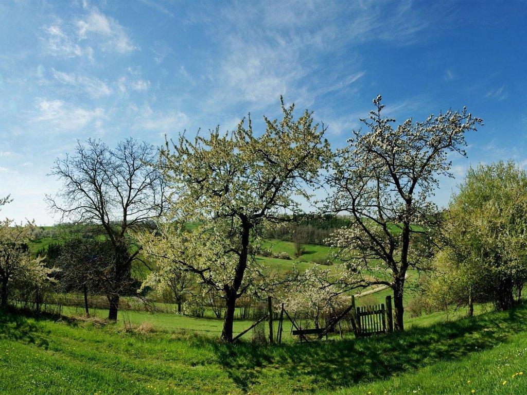 Обои небо, трава, облака, деревья, цветение, весна, the sky, grass, clouds, trees, flowering, spring разрешение 1920x1200 Загрузить