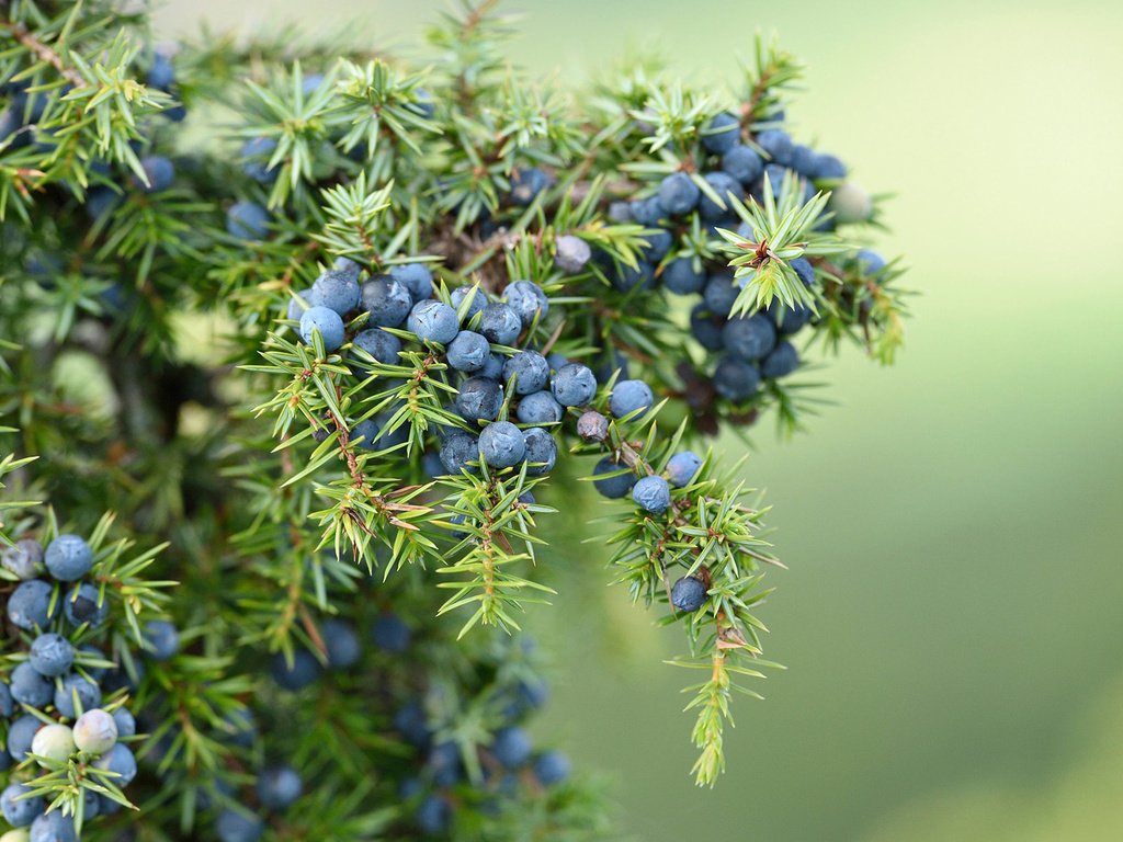 Обои хвоя, макро, ветки, ягоды, плоды, можжевельник, needles, macro, branches, berries, fruit, juniper разрешение 1920x1200 Загрузить