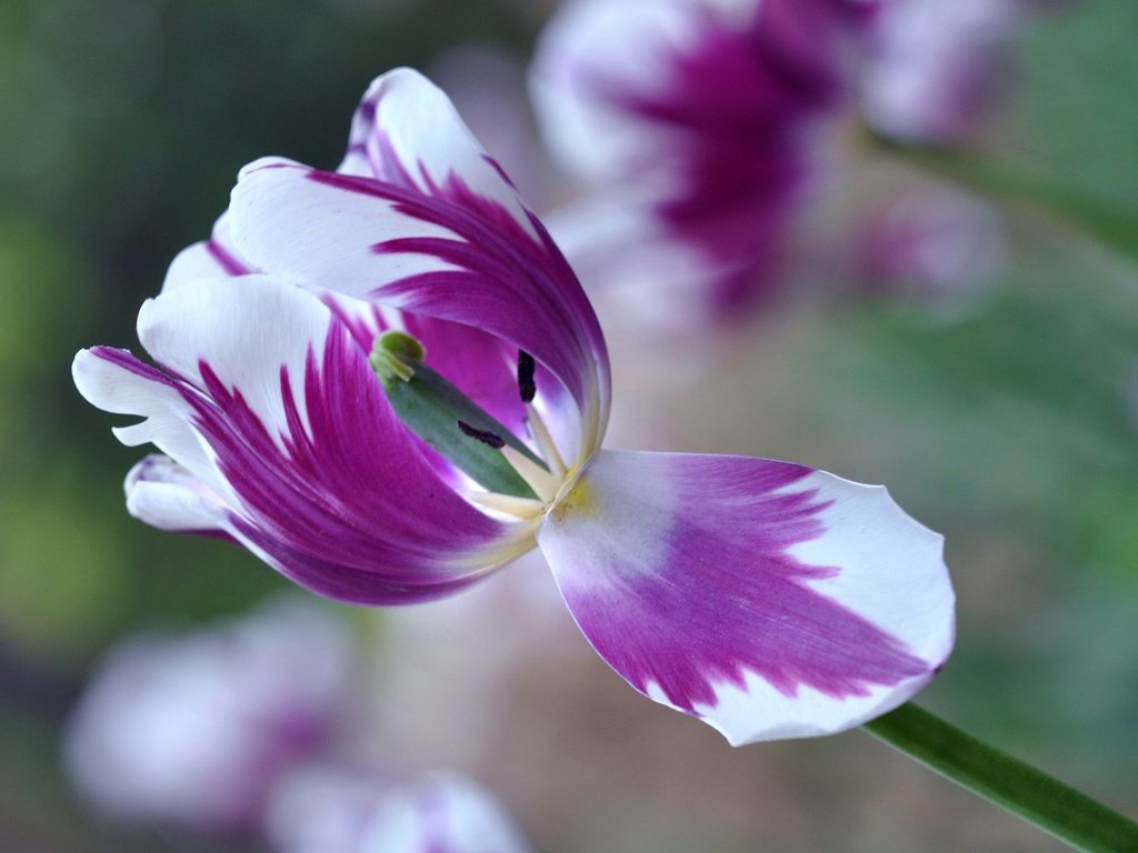 Обои макро, цветок, лепестки, размытость, весна, тюльпан, macro, flower, petals, blur, spring, tulip разрешение 2048x1360 Загрузить