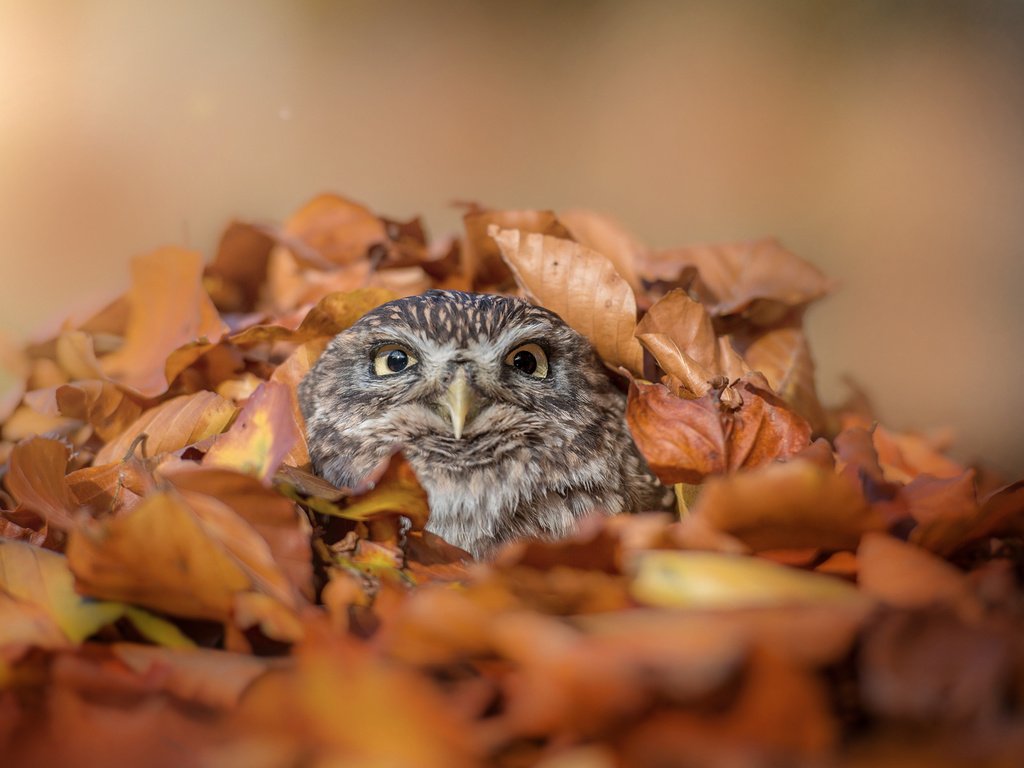 Обои сова, листья, осень, птица, клюв, перья, tanja brandt, owl, leaves, autumn, bird, beak, feathers разрешение 2048x1363 Загрузить