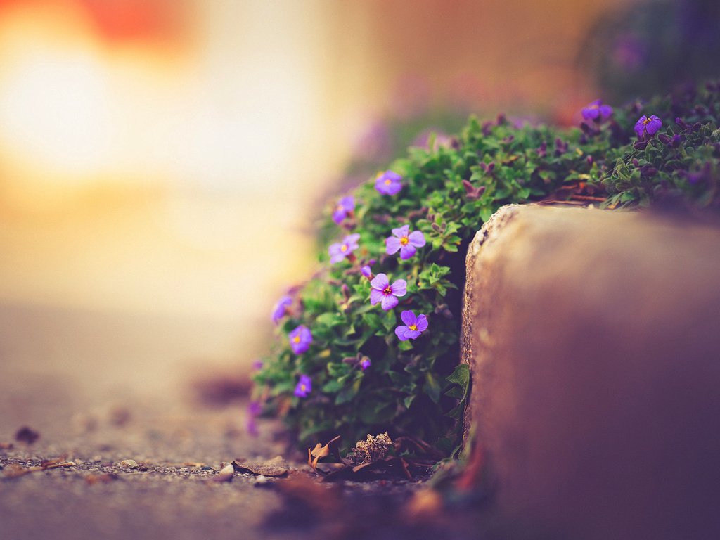 Обои цветы, природа, макро, улица, боке, фиалки, flowers, nature, macro, street, bokeh, violet разрешение 1920x1200 Загрузить